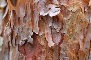Pine tree bark. Green leaf texture. Nature floral background. Organic botanical beauty macro closeup. photo