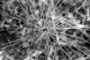 Black and white monochrome Papyrus Sedge. Green leaf texture. Nature floral background. Organic botanical beauty macro closeup. photo