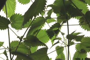 Green nettle foliage. Green leaf texture. Nature floral background. Organic botanical beauty macro closeup. photo