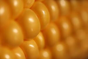 Corn Seeds Texture Macro Closeup. Cooking Background. photo