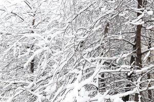 Snow lies in a thick snowdrift on the branches of a winter park. Snowy background. photo