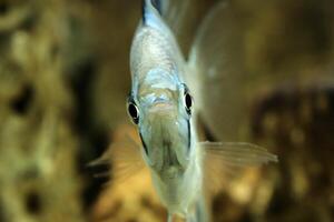 Blue angelfish looking at the camera. Macro closeup. photo