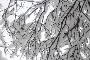Snow-covered overhanging branches of trees. Landscape of winter park. photo
