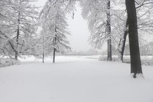 Winter landscape of a snowy park. Trees under the snow. photo