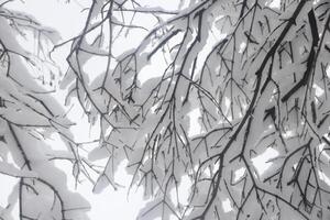 Snow-covered overhanging branches of trees. Landscape of winter park. photo