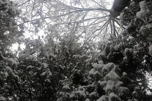 Snow-covered trees in the winter park. Trees under the snow. photo