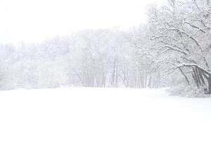 Landscape of a winter park with a park forest trees in the background in heavy snowfall photo