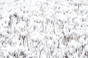Thick layer of snow on the surface of dry trimmed bushes photo