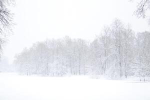 Landscape of a winter lake stretching into the distance with a forest along the edges under a thick layer of snow in a snowfall photo