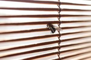 A fly looks out the window through the blinds. Macro closeup. photo
