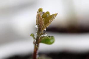 Avocado sprout covered with fresh morning dew photo