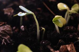 Watermelon sprouts make their way through the ground photo