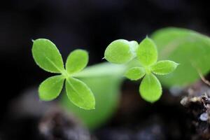 Small sprouts nature flora background. Macro closeup. photo