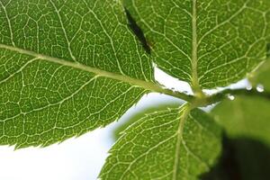 Rose leaves in backlight. Flora nature background. photo