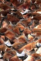 Palm tree bark texture. Tropical cut branches wood bark structure background. photo