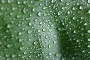 The surface of a tangerine leaf is covered with drops of water photo
