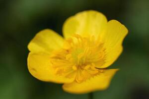 Yellow flower behind a green background. Flora nature. photo