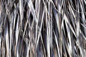 Dried Palm Tree Branch Leafs Texture. Dry Palm Leafs Background. photo