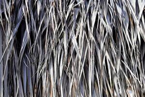 Dry Palm Leafs Background. Dried Palm Tree Branch Leafs Texture. photo