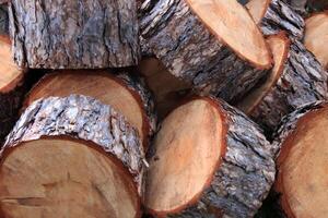 Tree trunk slices backdrop. Tree rings sections texture. Wooden timber pieces background. photo