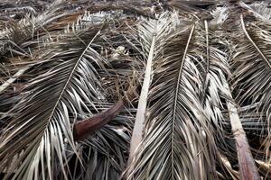Dry Palm Leafs Background. Dried Palm Tree Branch Leafs Texture. Folded Palm Branches. photo