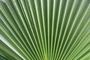 Palm leaf texture. Exotic tree branch background. photo