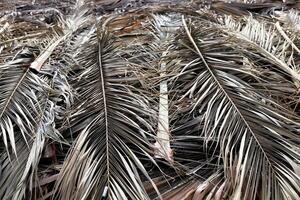 Folded Palm Branches. Dried Palm Tree Branch Leafs Texture. Dry Palm Leafs Background. photo