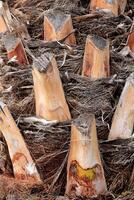 Tropical cut branches wood bark structure background. Palm tree bark texture. photo