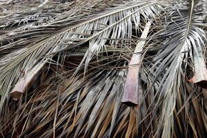 Dry Palm Leafs Background. Dried Palm Tree Branch Leafs Texture. Folded Palm Branches. photo