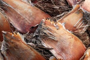 Palm tree bark texture. Tropical cut branches wood bark structure background. photo