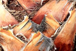 Palm tree bark texture. Tropical cut branches wood bark structure background. photo