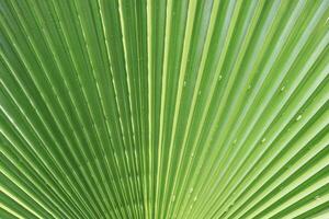 Palm leaf texture. Exotic tree branch background. photo