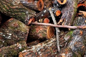 Sawmill workspace logs background. Forest lumber heap texture. photo