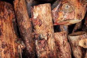 Hardwood logs row pile background. Wood logging texture. photo