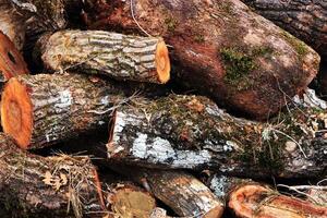 Lumber heap background. Sawn logs texture. photo