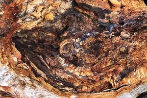 Weathered wood texture. Old wooden surface background. photo