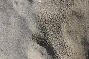 Dry and wet sand texture. Summer beach background. photo