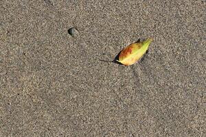 Sand texture with stone and dry leaf. Summer beach background. photo