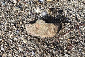 Stone with sprig on the beach. photo