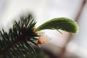 Opening branch of a coniferous tree with needles. Green leaf texture. Nature floral background. Organic botanical beauty macro closeup. photo