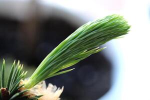 Opening branch of a coniferous tree with needles. Green leaf texture. Nature floral background. Organic botanical beauty macro closeup. photo