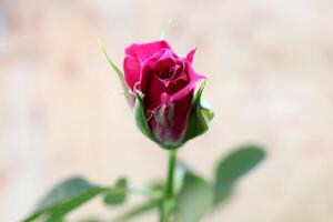 Pink rose bud. Green leaf texture. Nature floral background. Organic botanical beauty macro closeup. photo
