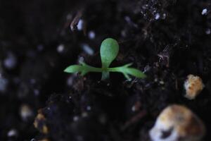 Small sprout in a pot of soil reaching up. Green leaf texture. Nature floral background. Organic botanical beauty macro closeup. photo