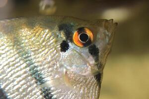 Scalar anglefish face. Aquarium macro closeup background. photo