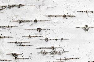 Birch tree bark texture. White trunk tree with lines background. photo