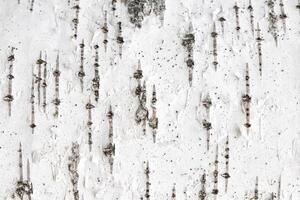 Birch tree bark texture. White trunk tree with lines background. photo