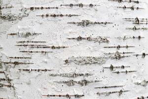 White trunk tree with lines background. Birch tree bark texture. photo