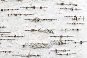 Birch tree bark texture. White trunk tree with lines background. photo