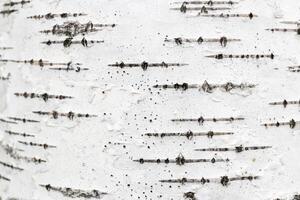 White trunk tree with lines background. Birch tree bark texture. photo