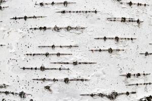 Birch tree bark texture. White trunk tree with lines background. photo